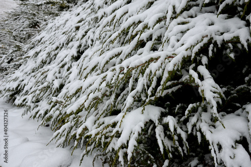 snow-covered bushes can be recognized only with difficulty. however, the textures of the individual species vary greatly and the gardener can identify them even in the snow. Rock garden in the garden  photo