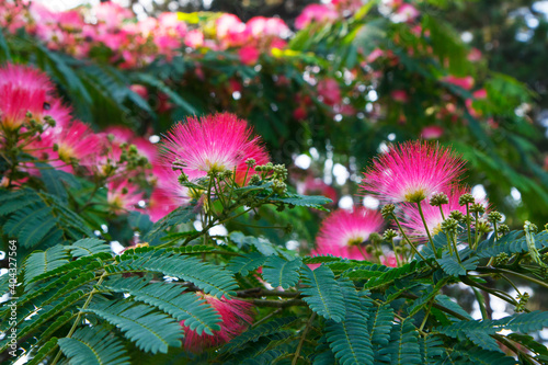 Albizia julibrissin -Lenkoran acacia- silk tree photo