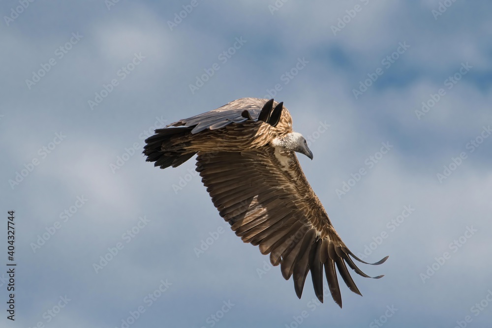 Fototapeta premium A hooded vulture in flight in the Great Wildebeest Migration.