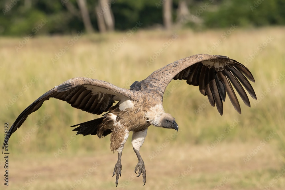 White-backed vulture in flight in the Maasai Mara during the great migration. White-backed vulture in flight in the Maasai Mara during the great migration.