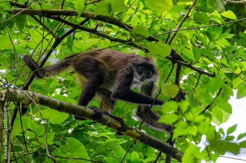 Photography wild spider monkey looking into camera - punta laguna, coba, yucatan, mexico