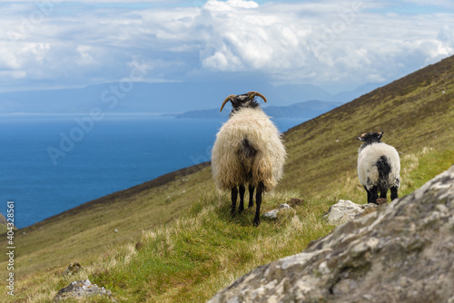 Cute sheep on the hills of Achill Island, County Mayo on the west coast of the Republic of Ireland  