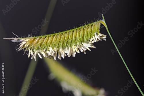 Flowers of Blue Grama Grass (Bouteloua gracilis)