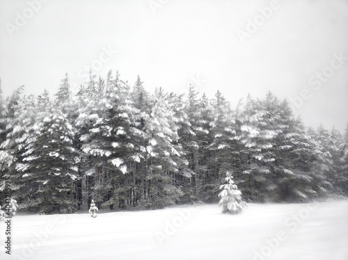 Winter landscape. Winter ladder covered with white snow. Trees in the snow