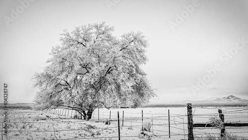 Tree in Snow Fenced Black & White photo