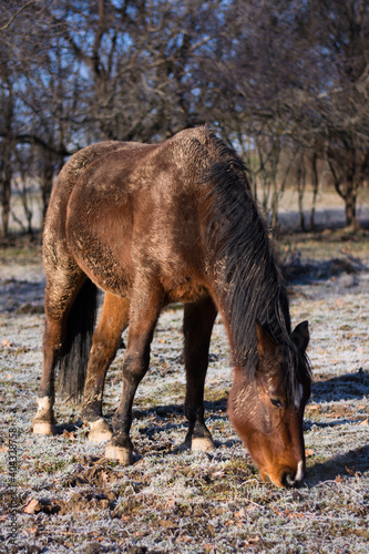 Dirty arabian horse grazing on the winter field