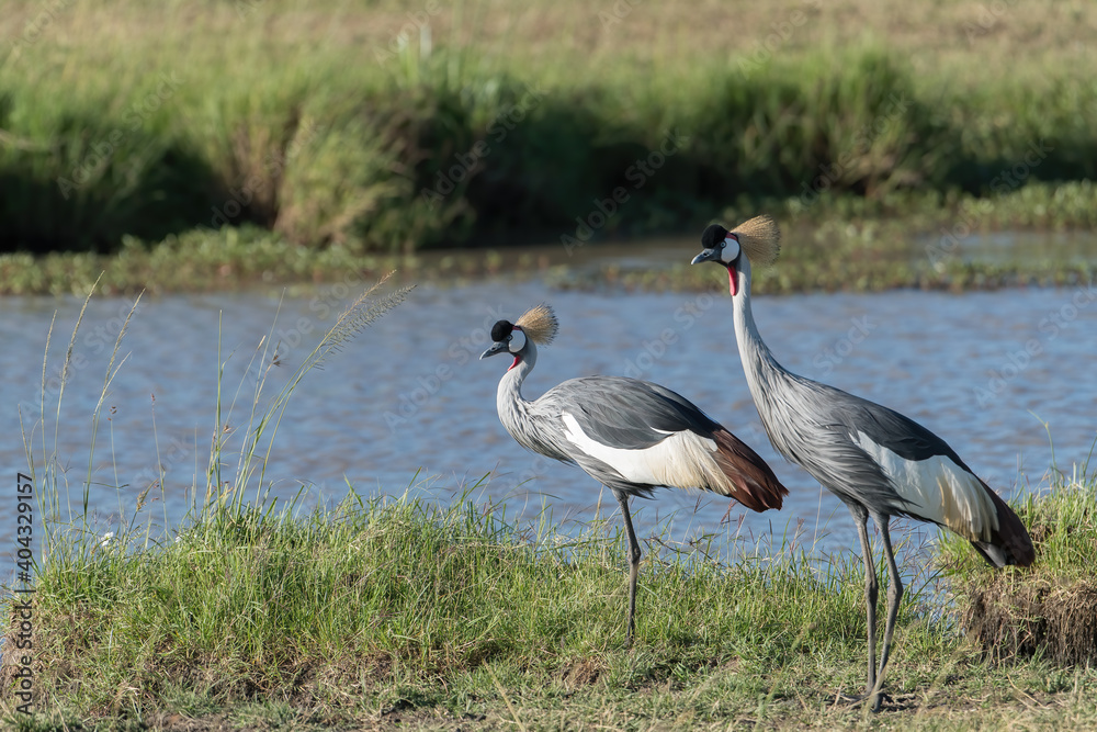 African crowned crane at the waters edge in the Masai Mara in Kenya. African crowned crane at the waters edge in the Masai Mara in Kenya.