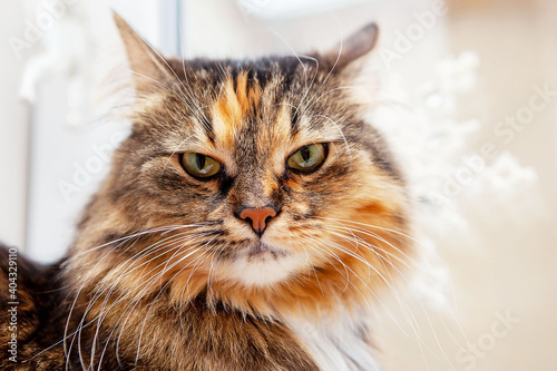 Portrait of an angry cat on a buried winter background, close-up.