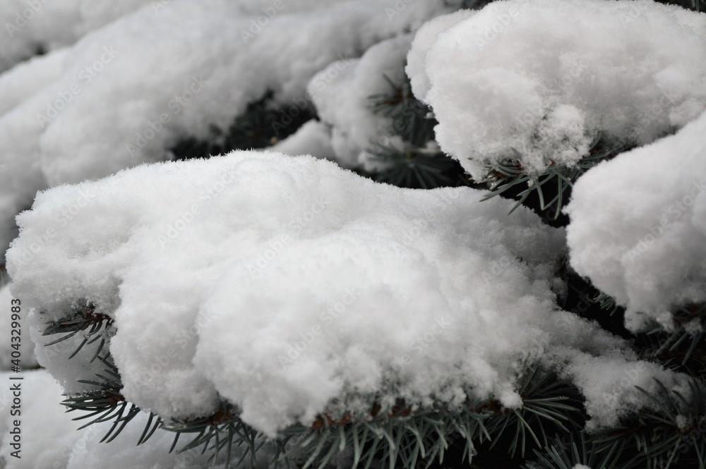 snow covered branches snow covered branches