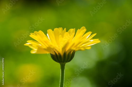 blooming flower of marigold on a green meadow background. photo