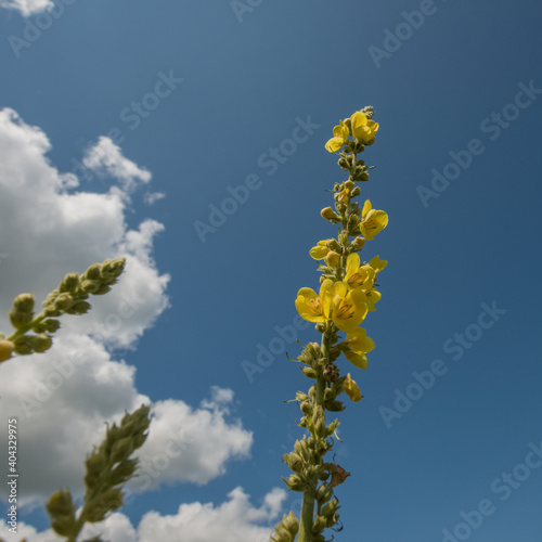 flowering plant Mullein meadow against the sky.