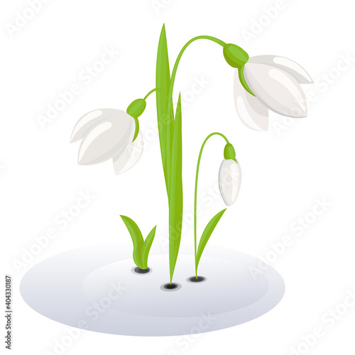 snowdrops in snow. 