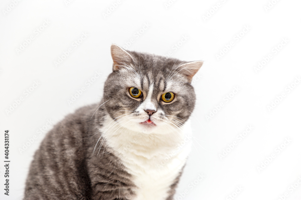 Obraz premium Portrait of a beautifal cat of the British breed on a white background tongue sticking out. Pets concept.
