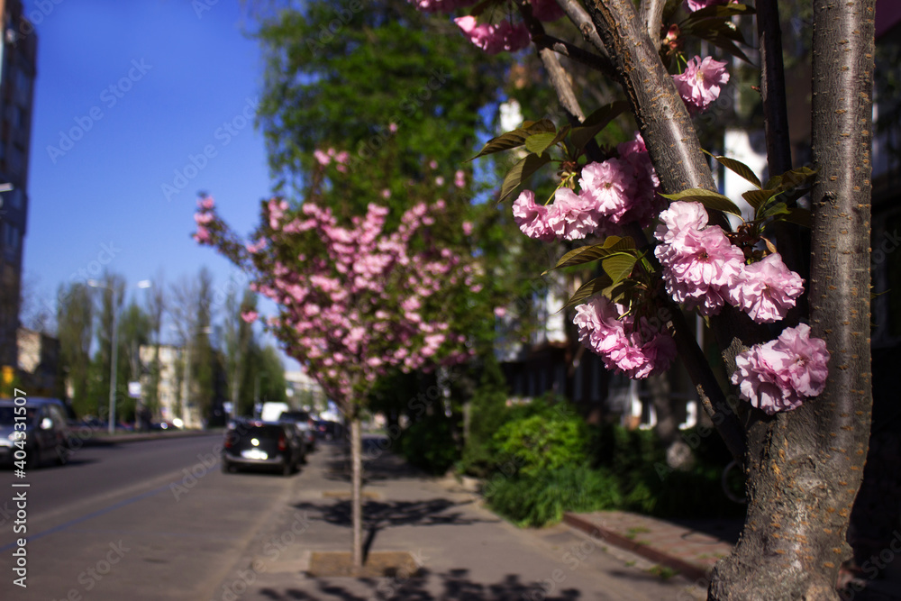 Fluffy bright pink sakura blooms on the sidewalk near the road with cars in clear weather with a blue sky. Multi-flowered sakura in spring. Vinnytsia Ukraine