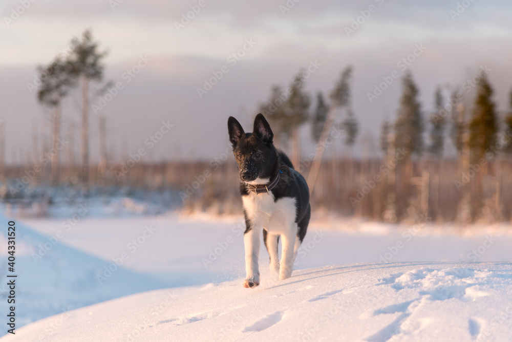 Dog husky breed walks in winter snowy forest on a sunny afternoon Serious male husky leader looks like a wolf snow falls on his head and shines frost Dog husky breed walks in winter snowy forest on a sunny afternoon Serious male husky leader looks like a wolf snow falls on his head and shines frost