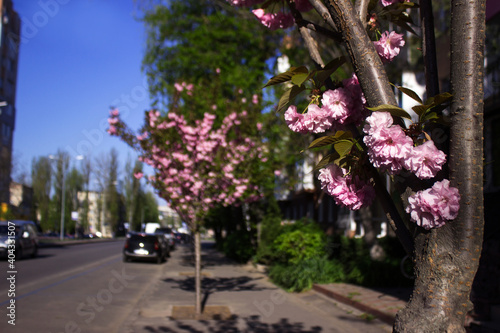 Fluffy bright pink sakura blooms on the sidewalk near the road with cars in clear weather with a blue sky. Multi-flowered sakura in spring. Vinnytsia Ukraine