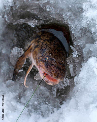 A fisherman pulls a burbot from a hole in a frozen lake.