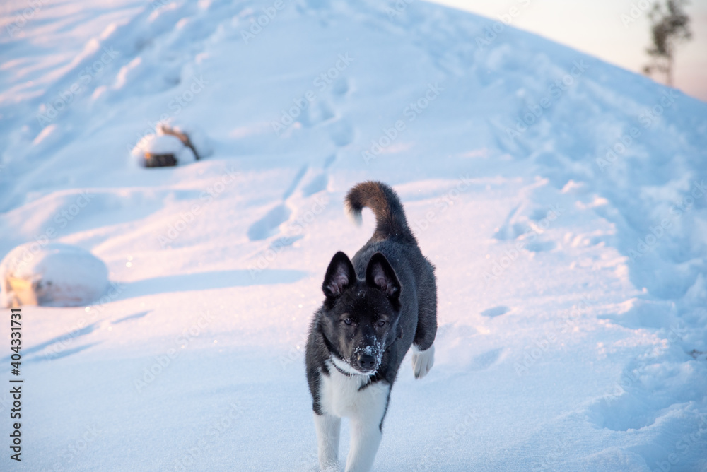 Dog husky breed walks in winter snowy forest on a sunny afternoon Serious male husky leader looks like a wolf snow falls on his head and shines frost Dog husky breed walks in winter snowy forest on a sunny afternoon Serious male husky leader looks like a wolf snow falls on his head and shines frost