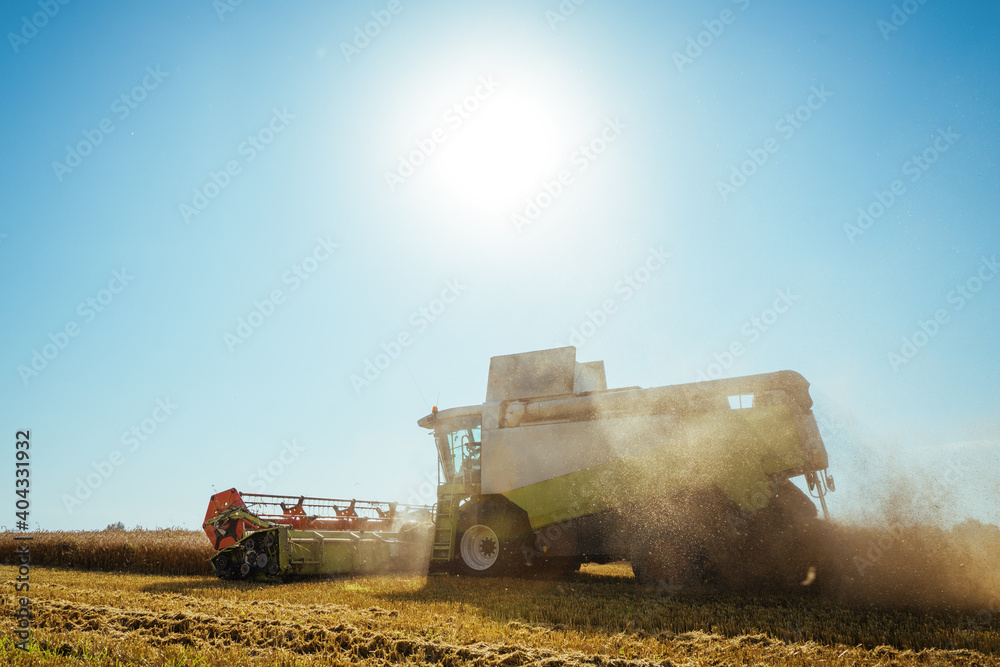 Fototapeta premium Combine harvester harvests ripe wheat. Concept of a rich harvest. Agriculture image.