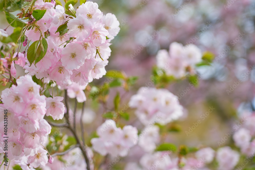 Pink apple blossoms with blurred background bokeh.