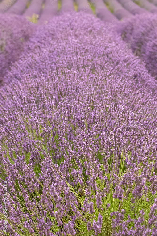 Lavender flowers in Provence, purple background
