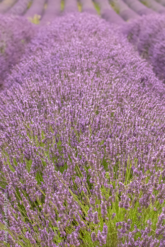 Lavender flowers in Provence, purple background 