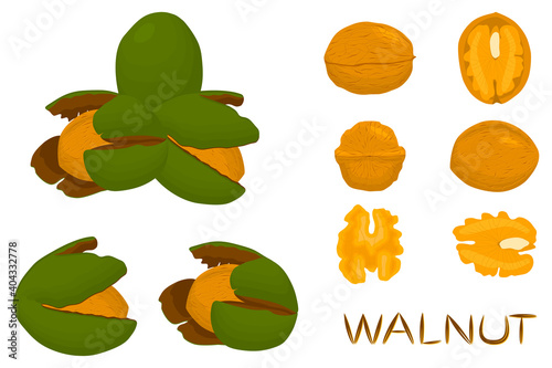Illustration on theme big set different types walnut in nutshell
