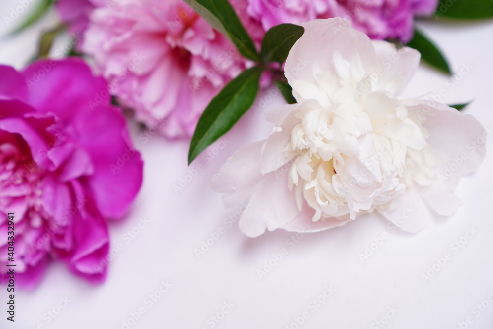 Bouquet of fresh pink and white peonies on a grey background with copy space. High quality photo