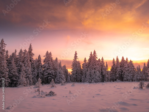 Snowy landscape on a mounatin range with spruce trees covered with snow and rime shortly before sunset, dramatic sky,clouds. Spruce trees with rime. Jeseniky.Czech republic. .