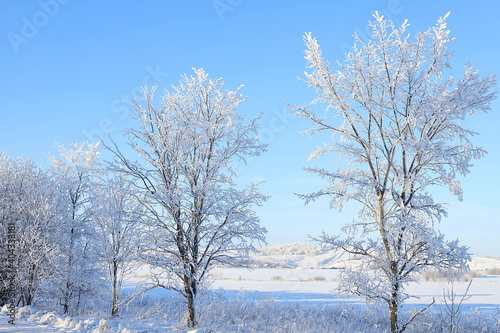 Russian nature in winter, Christmas background. Forest after snowfall, branches of trees are covered with snow, severe frost and low temperatures. This is a beautiful winter banner,
