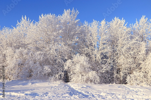 Russian nature in winter, Christmas background. Forest after snowfall, branches of trees are covered with snow, severe frost and low temperatures. This is a beautiful winter banner,
