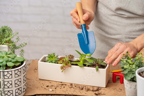 plant, gardening, pot, flower, nature, care, hand, hobby, leaf, garden, green, transplanting, dirt, home, indoor, woman, gardener, planting, grow, growth, agriculture, spring, caucasian, female, growi photo