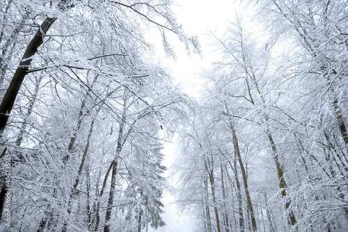 Laubwald im Winter mit Schnee © Tom Bayer