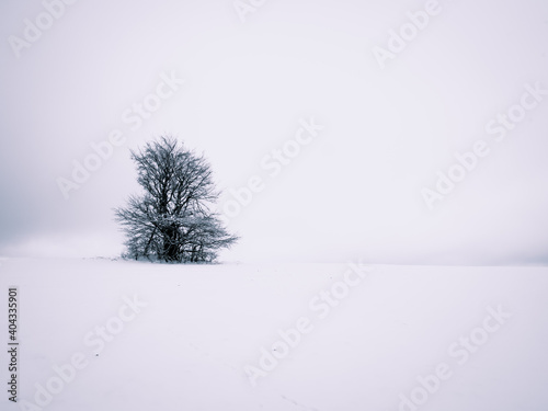 Isolated solitary tree on white snowy and cloudy background surrounded by mysterious gloomy landscape. Winter snowy landscape, Vysocina region,Czech Republic,Europe. .