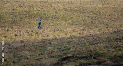 a rambler with a beanie hat walks through golden autumn winter meadows   © Martin