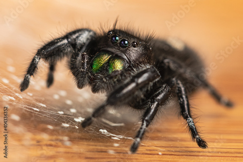 A crisp macro shot of a Bold Jumping Spider with prominant green iridescent chelicerae on a table surface surrounded by a web for hiding.