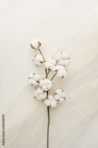 cotton branch on white background © Toyakisfoto.photos