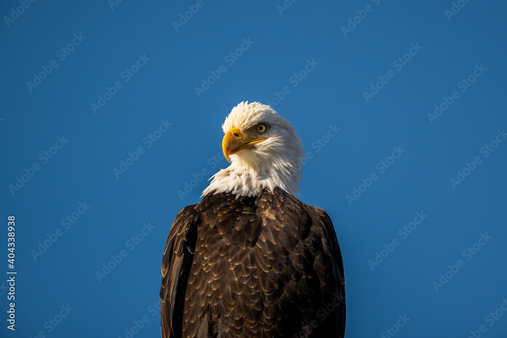 Portrait of majestic American bald eagle bird in front of clear blue sky background in Pacific Northwest USA Portrait of majestic American bald eagle bird in front of clear blue sky background in Pacific Northwest USA