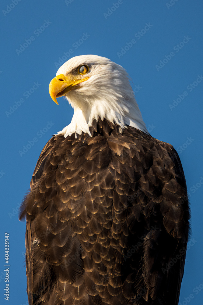 Portrait of majestic American bald eagle bird in front of clear blue sky background in Pacific Northwest USA Portrait of majestic American bald eagle bird in front of clear blue sky background in Pacific Northwest USA