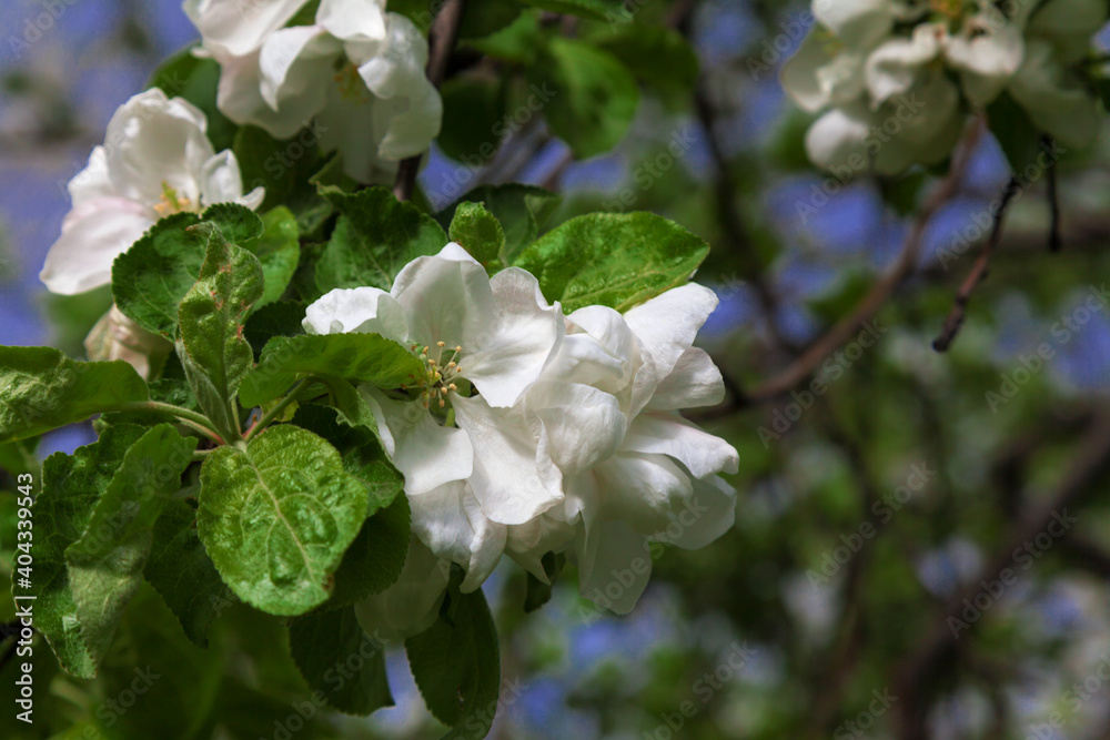 Fototapeta premium Large white flowers on a branch of an apple tree