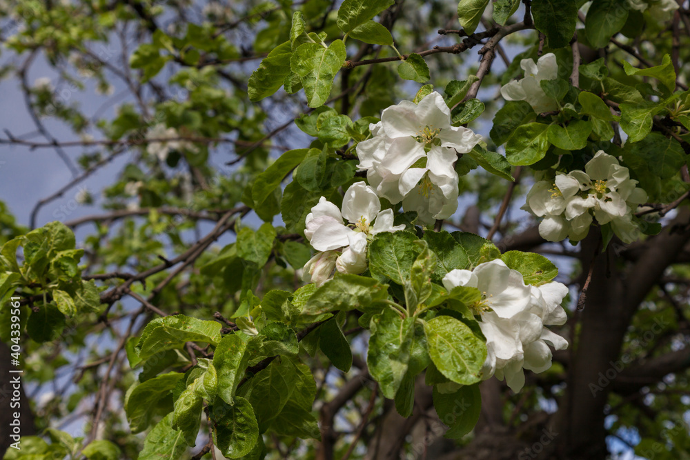Naklejka premium White spring flowers on apple tree branch