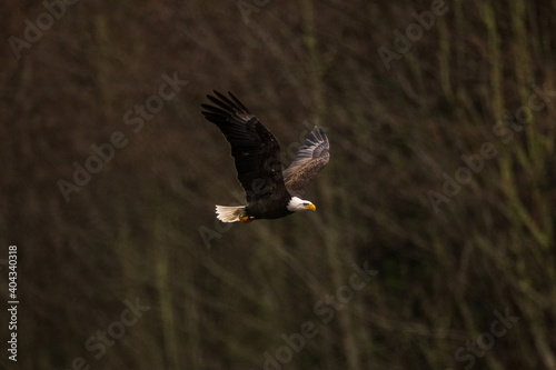 Portrait of majestic American bald eagle bird flying with large wings outstretched in the dark rainy forest in Pacific Northwest USA