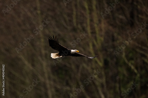 Portrait of majestic American bald eagle bird flying with large wings outstretched in the dark rainy forest in Pacific Northwest USA © Gabi