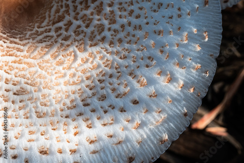 Nature Abstract: Caps of a Parasol Mushroom