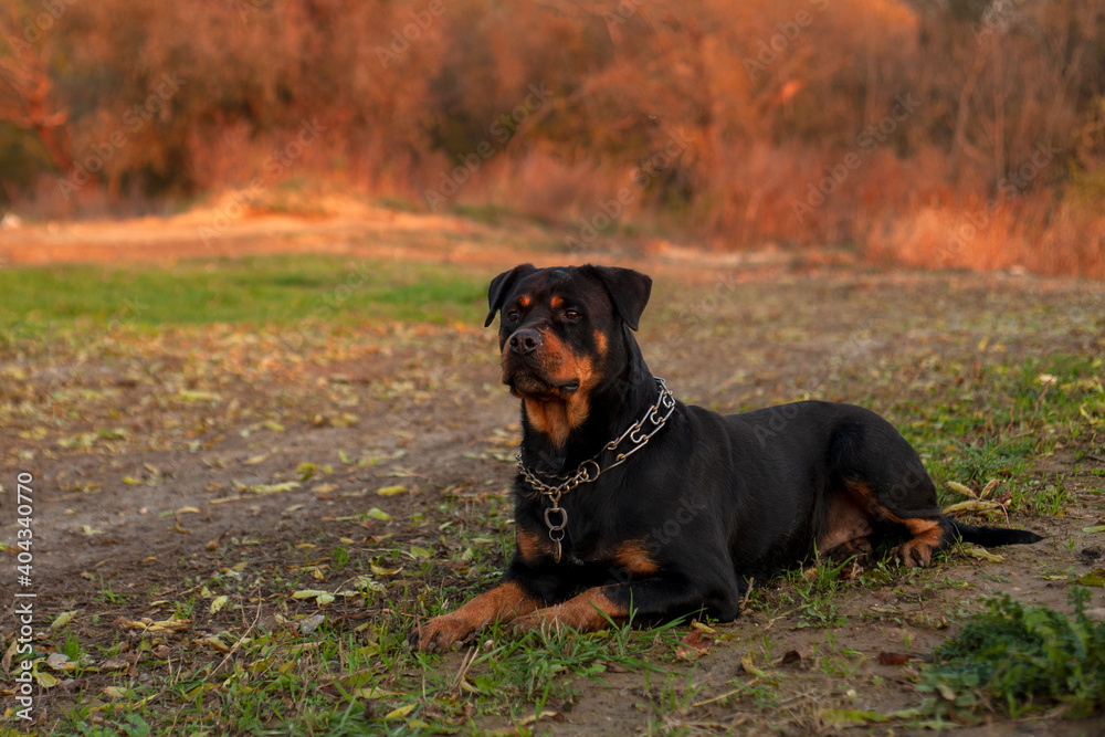 Huge black rottweiler lying in green grass during the autumn sunset. Huge black rottweiler lying in green grass during the autumn sunset.