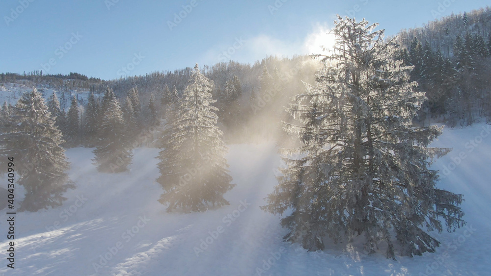 DRONE: Golden winter sunshine illuminates a snowy forest in Slovenian mountains. DRONE: Golden winter sunshine illuminates a snowy forest in Slovenian mountains.