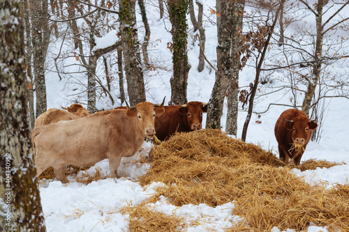 Cows in the winter, among the snowy trees.Cows in the snowy mountains.Cattle grazing in the snow © Olha