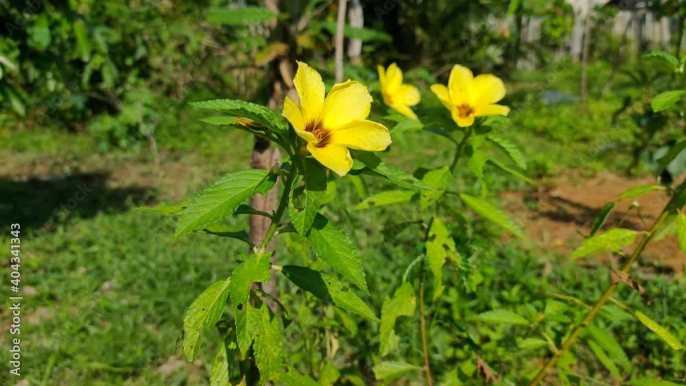 damiana flower (Turnera diffusa) in the morning damiana flower (Turnera diffusa) in the morning