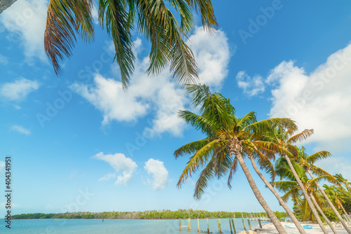 Palm trees in Sombrero Beach