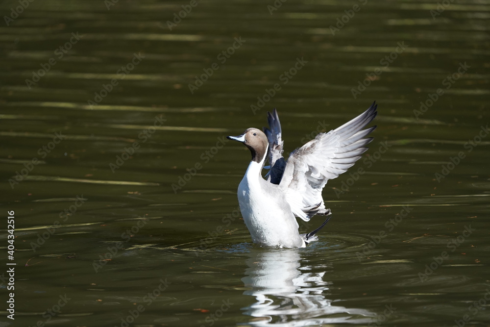 northern pintail in flight northern pintail in flight